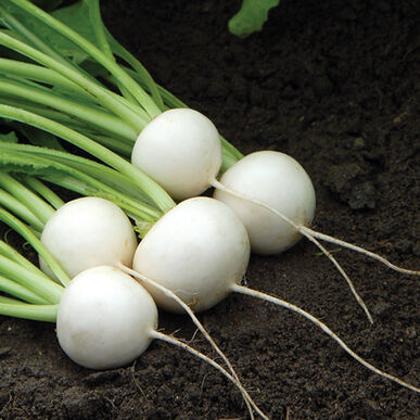 Hakurei Turnip, Bulk