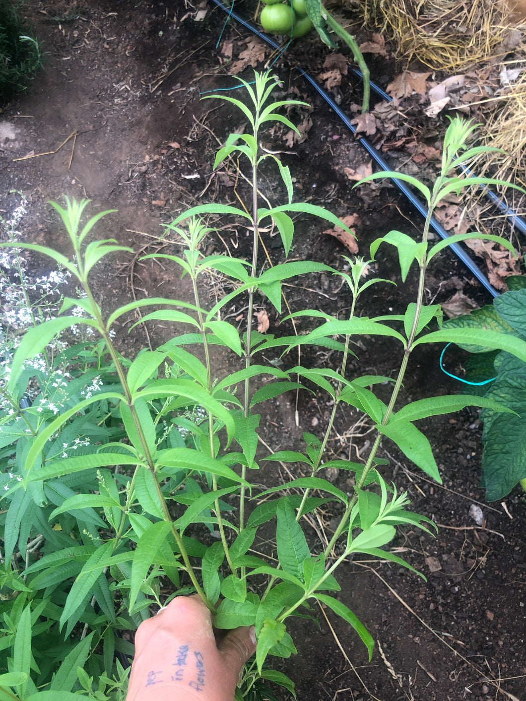 Herb, Lemon Verbena 2oz