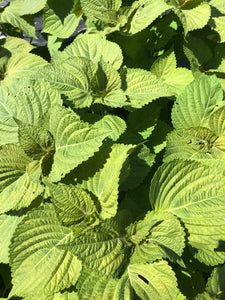Herb, Shiso
