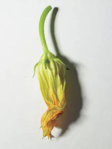 Zucchini Flowers - 10 ct