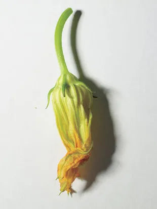 Zucchini Flowers - 10 ct