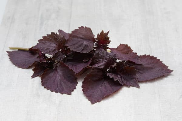 Shiso, Red