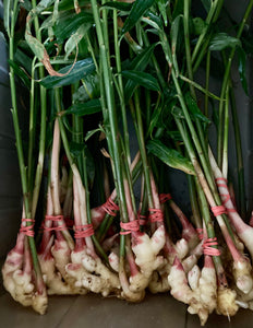Baby ginger root and shoot