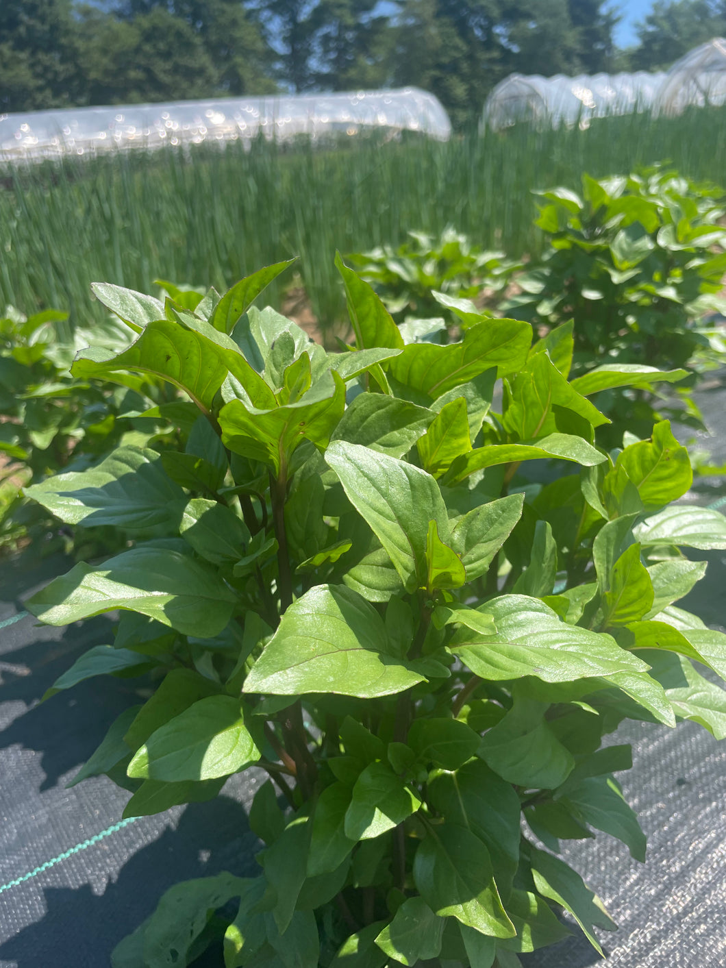 Herb, Thai Basi