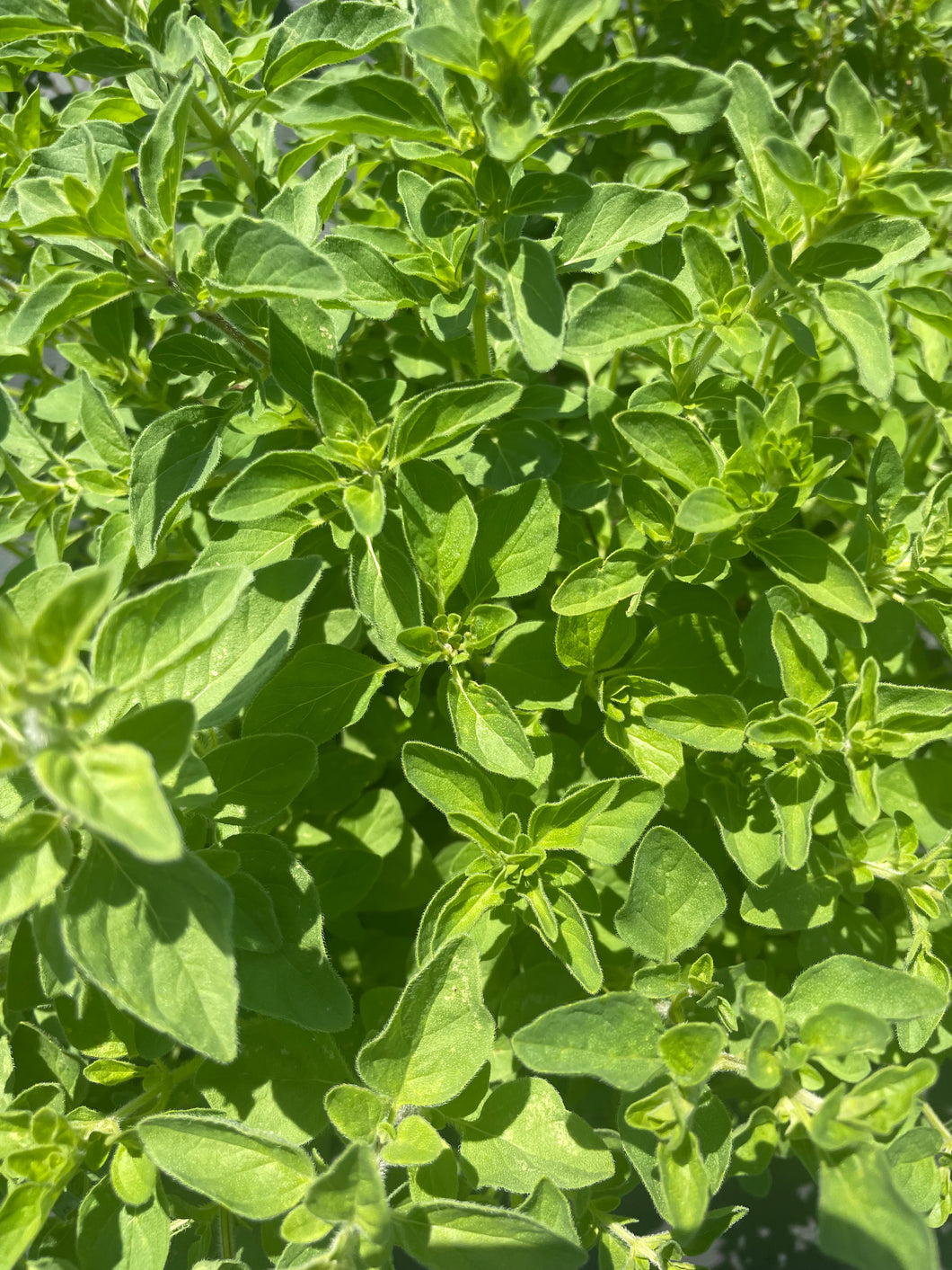 Herb, Oregano