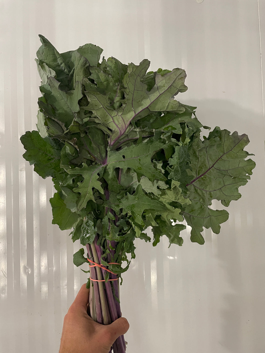 Kale (Red Frill) - Case of 12