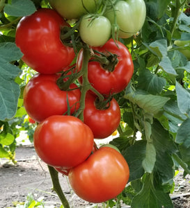 Tomato Sale! (Red Slicers) - 10lb