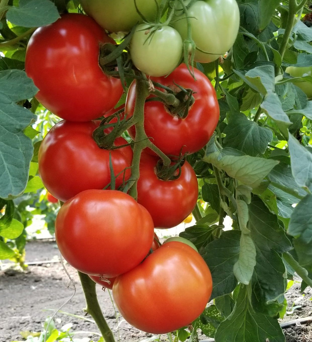 Tomato Sale! (Red Slicers) - 10lb