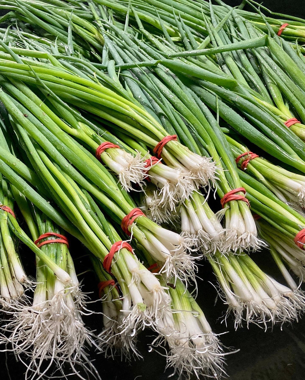 Green  Onion - Case of 12