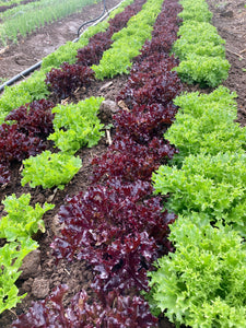 Greens, Lettuce Mix, Case of 3lb