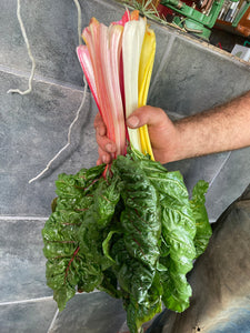 Rainbow Swiss Chard- Case of 12