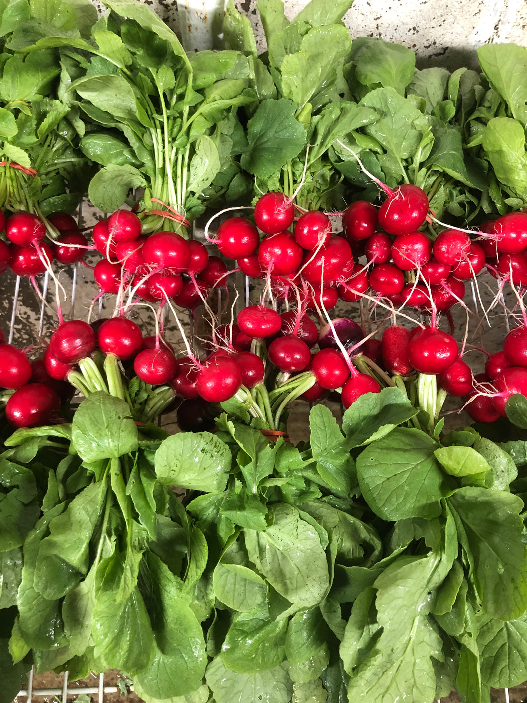 Red Radish - Case of 12