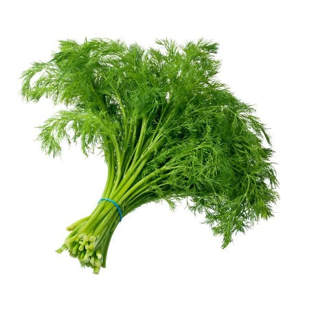 Herb, Dill - Case of 12