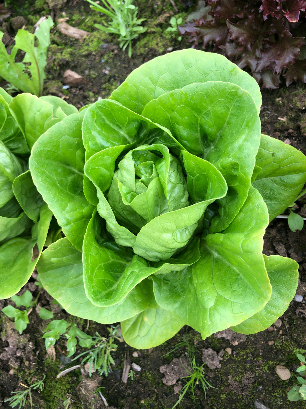 Greens, Little Gem Lettuce Head - Case of 12