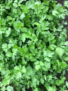 Herb, Cilantro - Case of 12