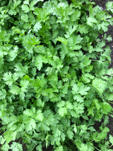 Load image into Gallery viewer, Herb, Cilantro - Bunch 4oz
