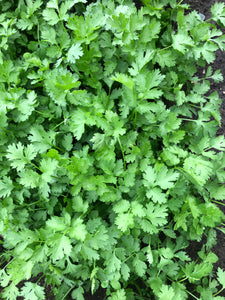 Herb, Cilantro - Bunch 4oz