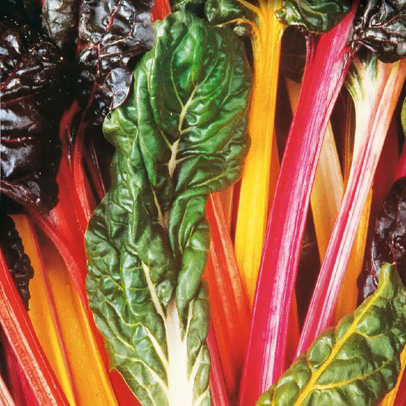 Rainbow Swiss Chard- Case of 12