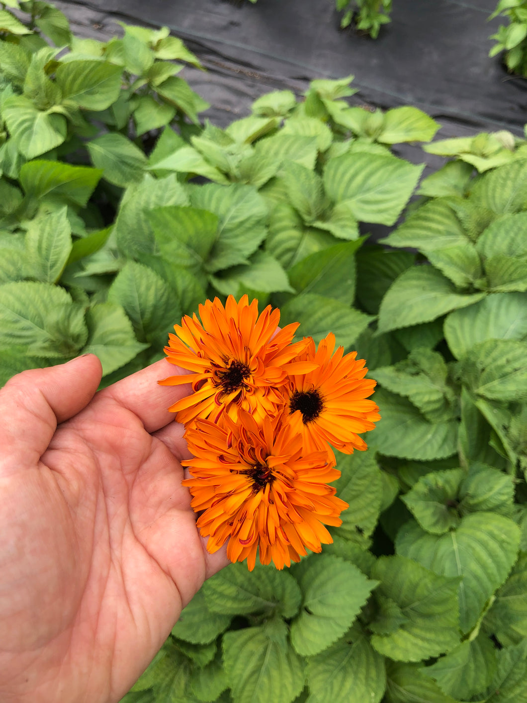 Flower, Calendula - 12 ct
