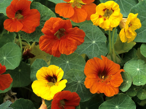 Flowers, nasturtiums dozen