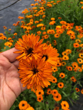 Load image into Gallery viewer, Flower, Calendula - 12 ct
