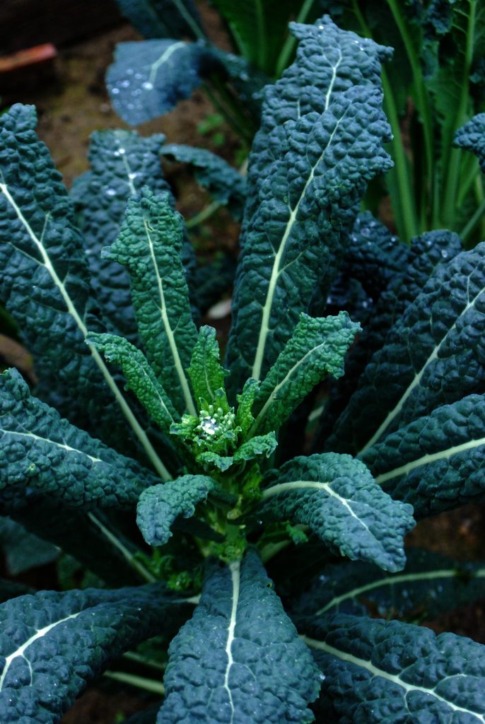 Kale (Tuscan/Black) - Case of 12