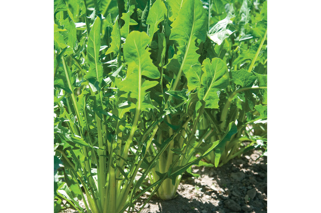 Chicory - case of 12