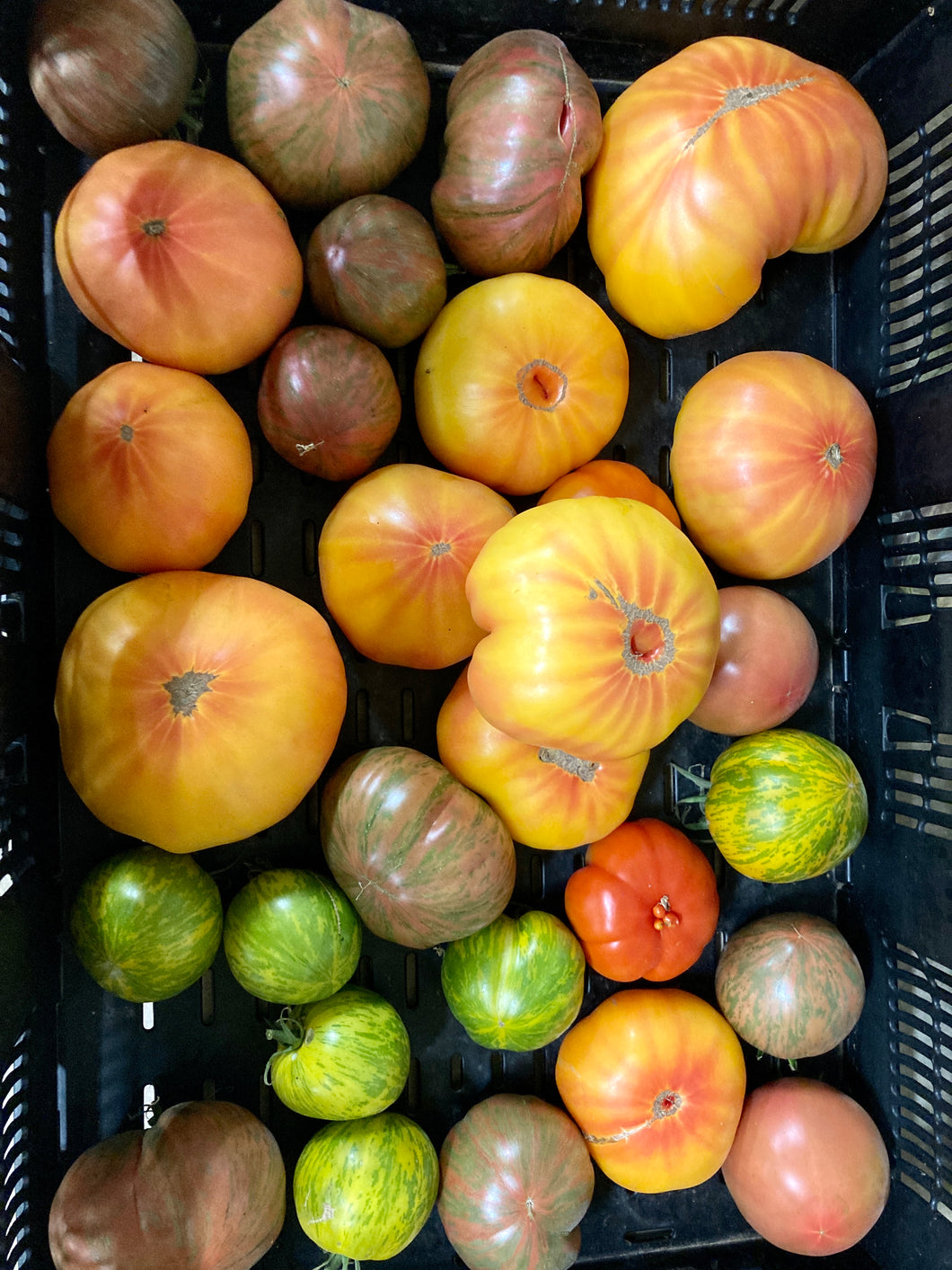 Tomatoes, Heirloom Mix, 10 lb