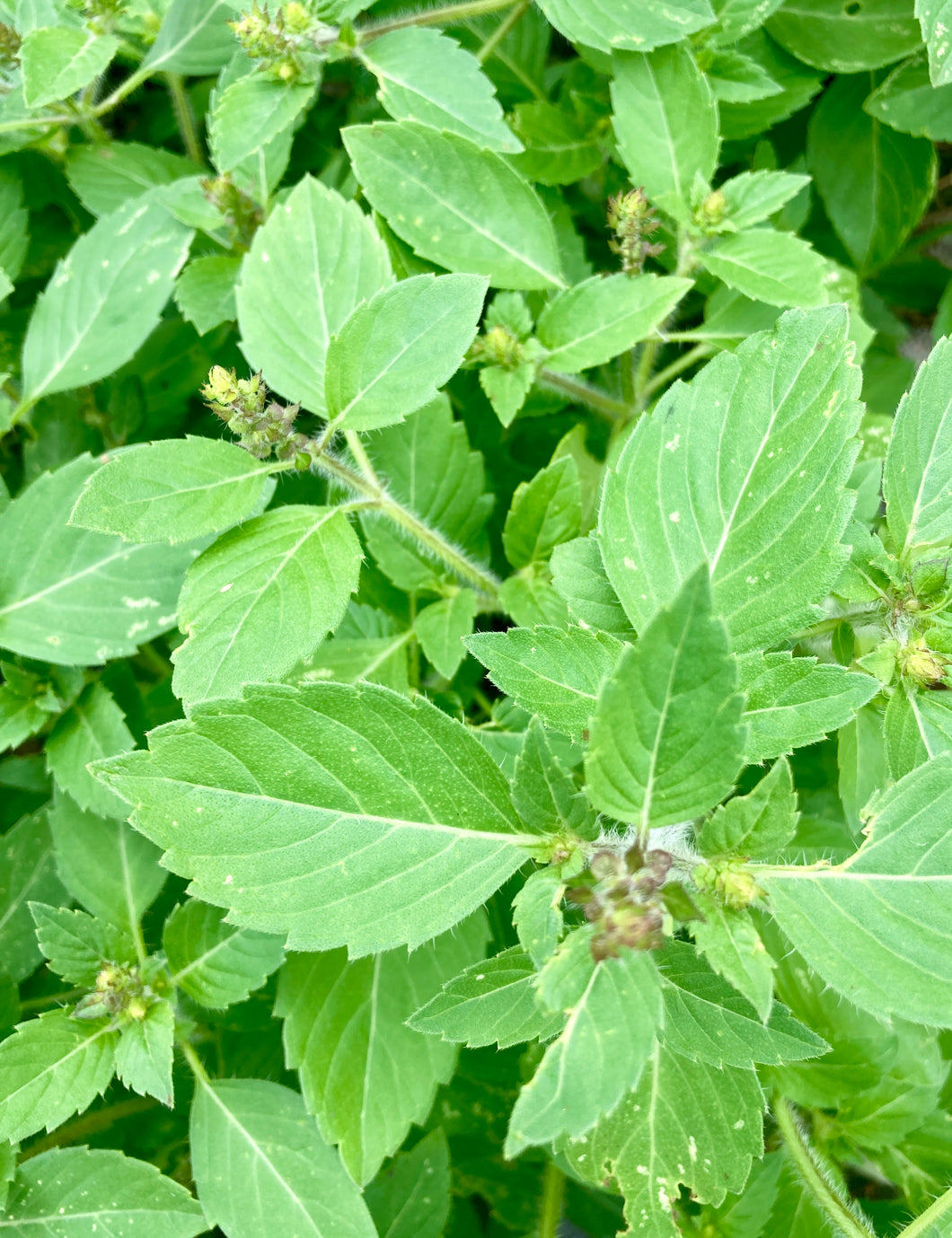 Herb, Holy Basil / Tulsi