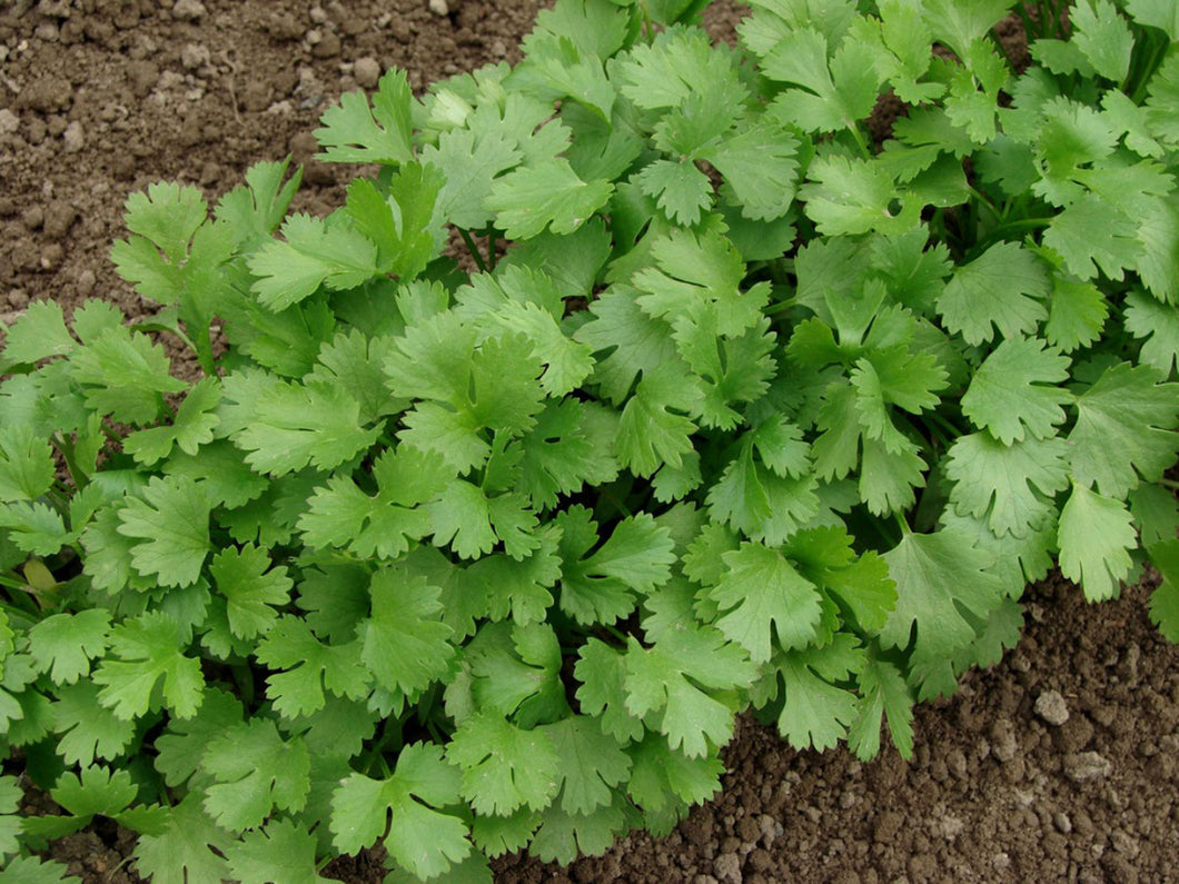 Herb, Cilantro - Bunch 4oz