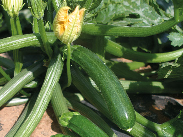 Zucchini, Green
