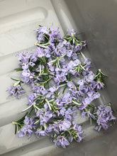 Load image into Gallery viewer, Flowers, Rosemary blossoms - 2dozen
