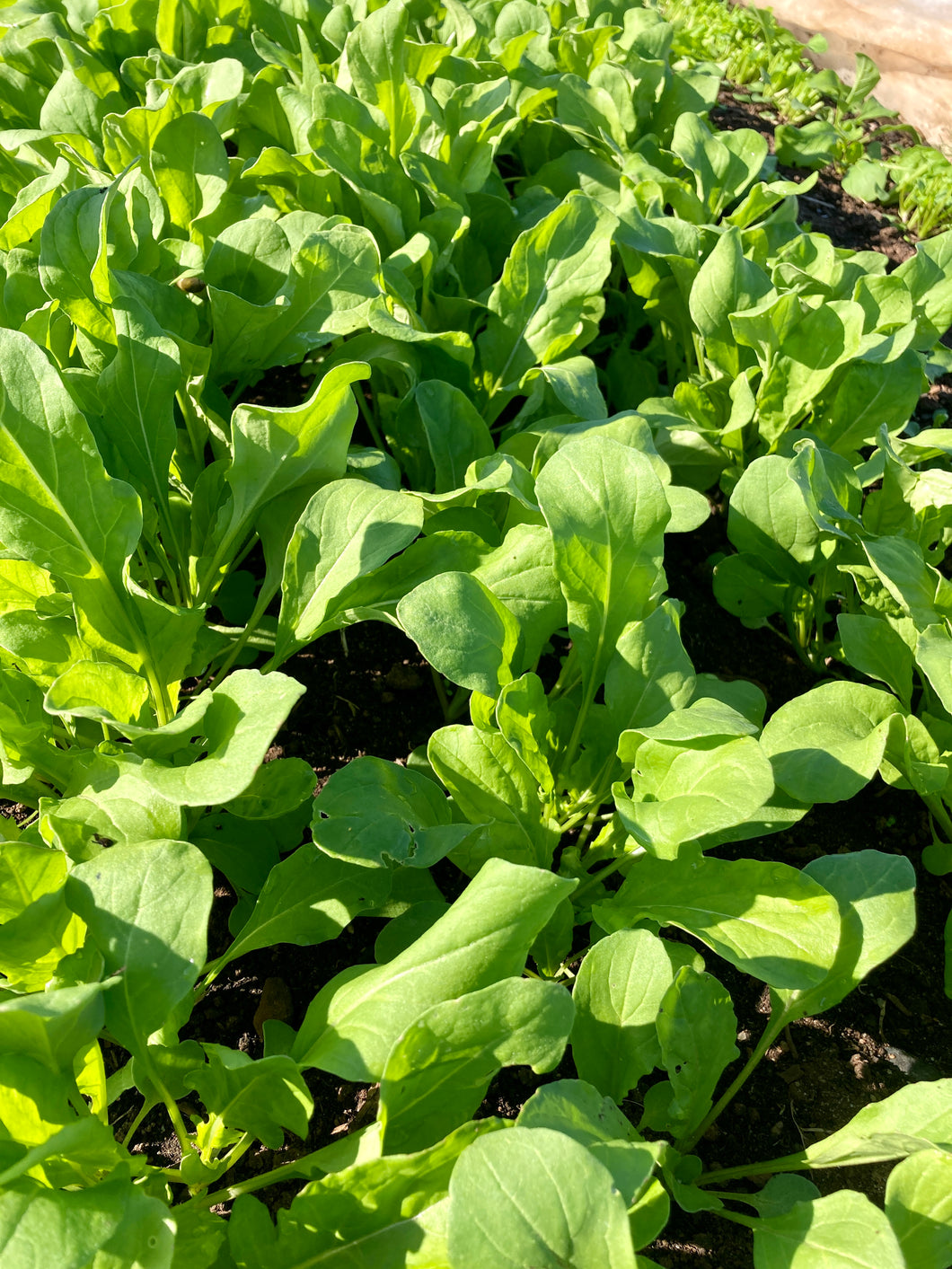 Greens, Arugula - 3lb case
