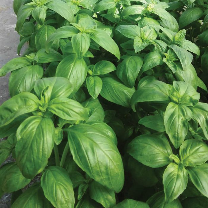 Basil Sale - 1lb